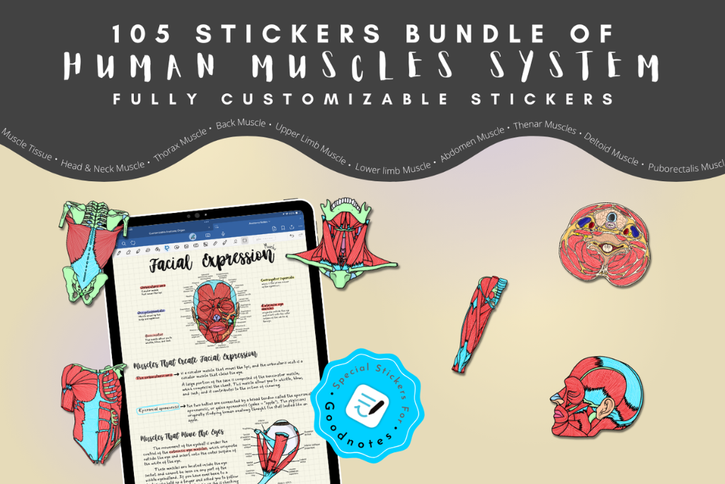 Customizable Muscle System Sticker Book