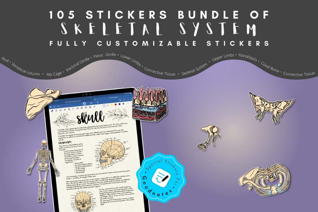 Customizable Skeletal System Sticker Book