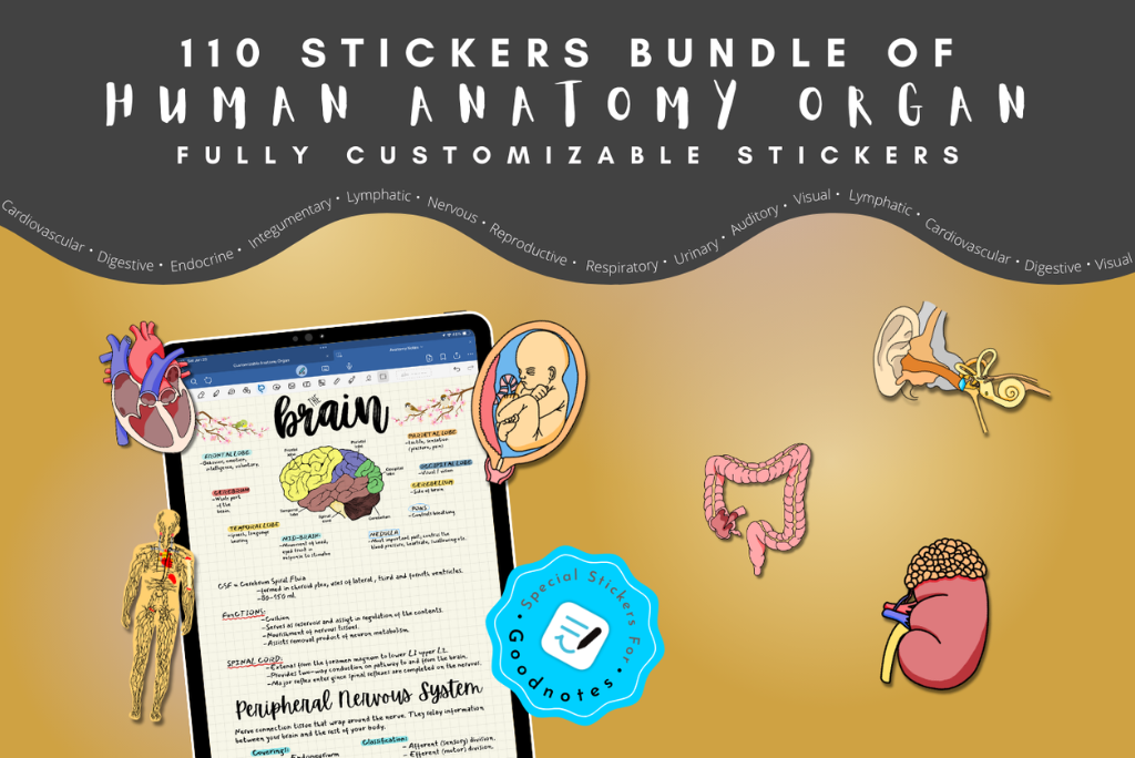 Customizable Anatomy Organ Sticker Book